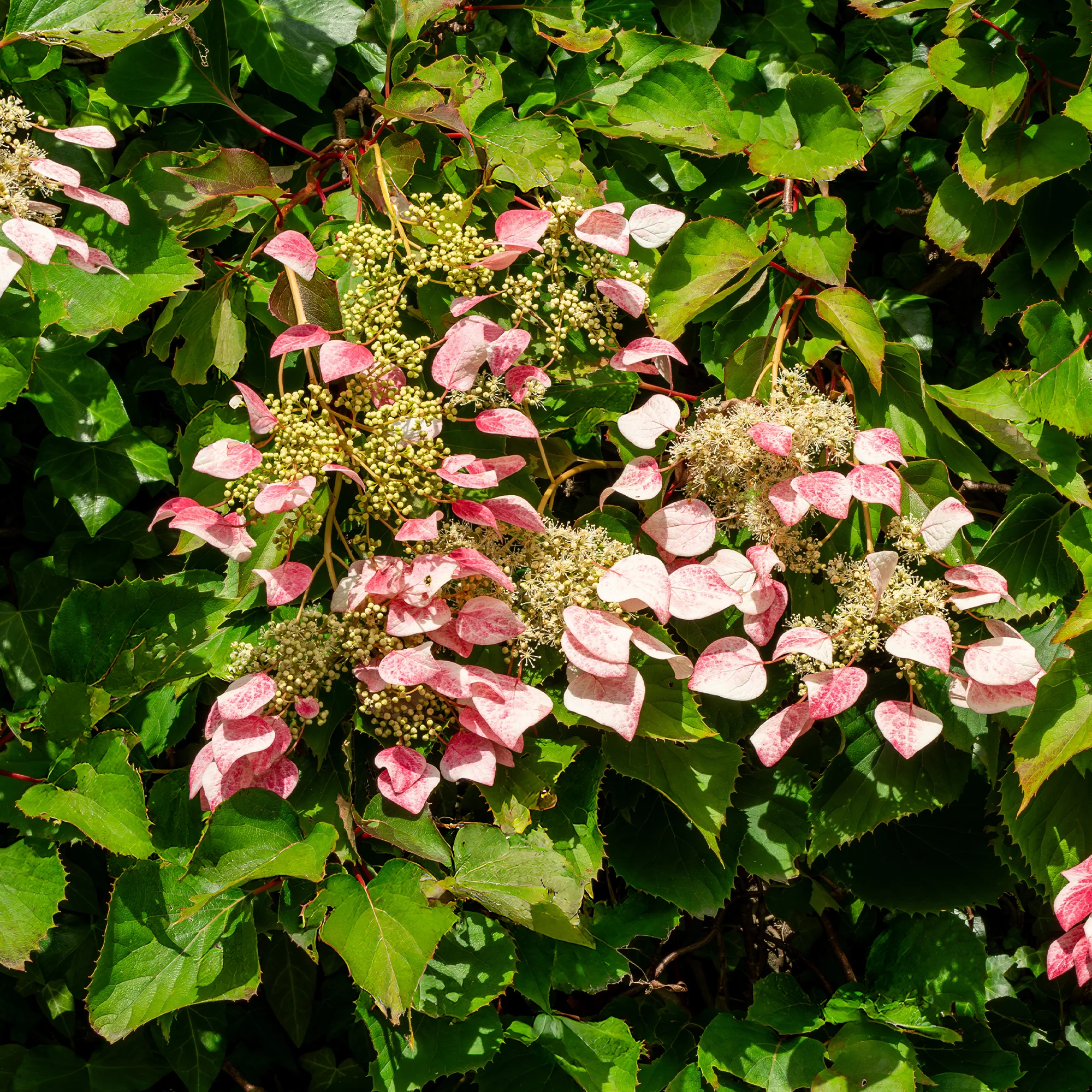 Valse klimhortensia - Image 3