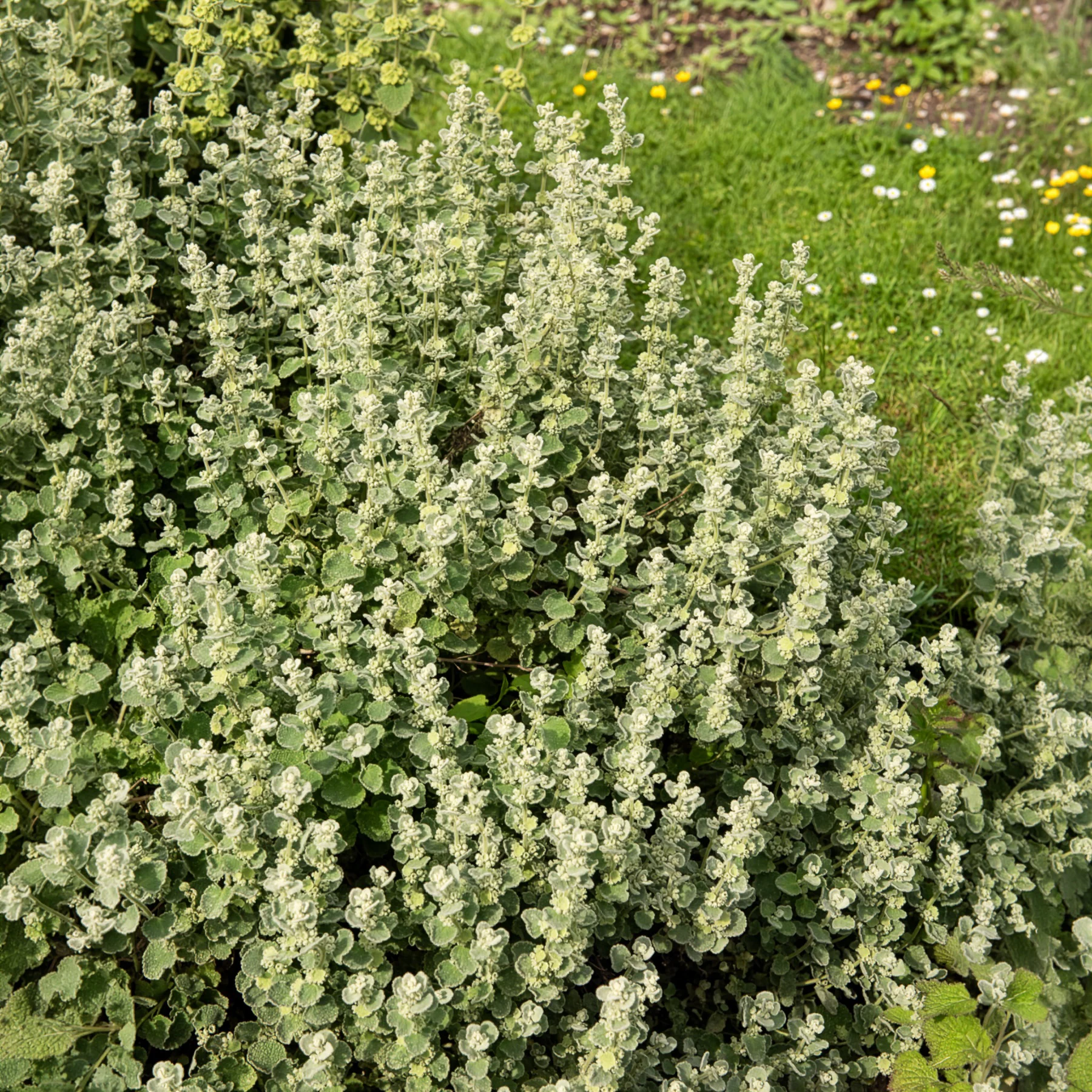 Valse vuurwerkplant
