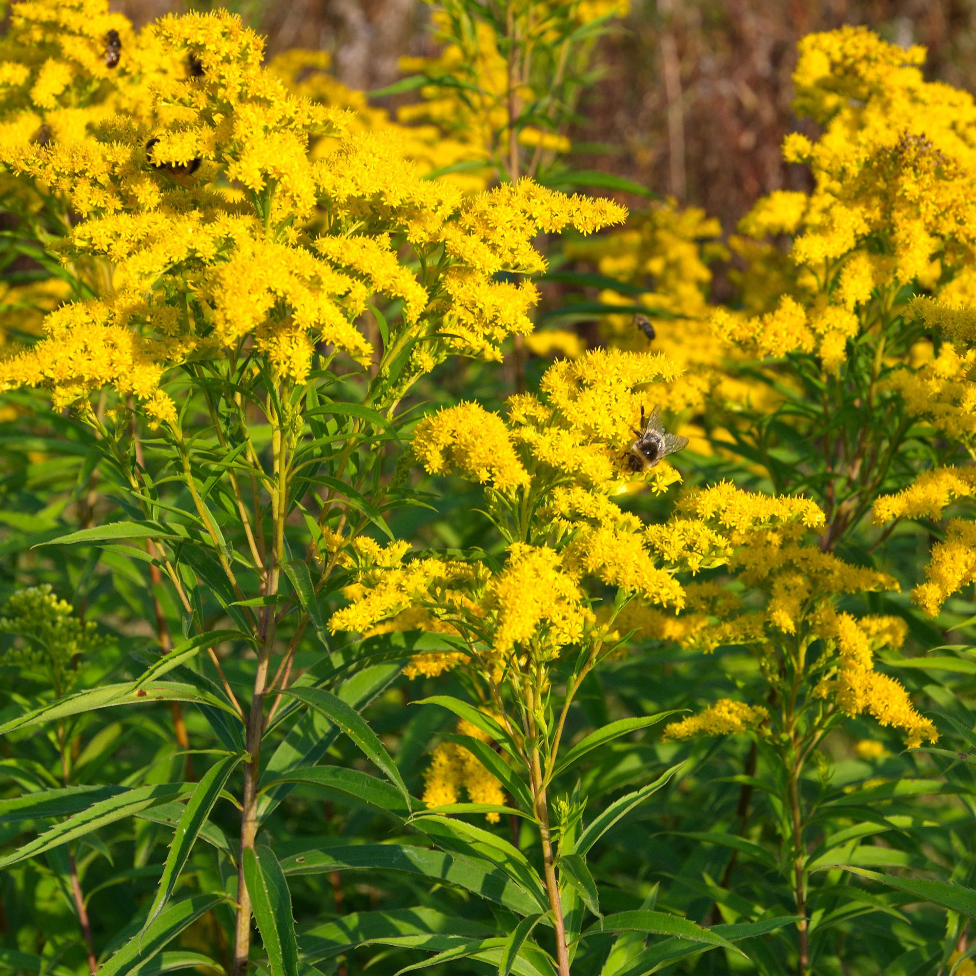 Vaste planten met gele bloemen Mix - Image 2