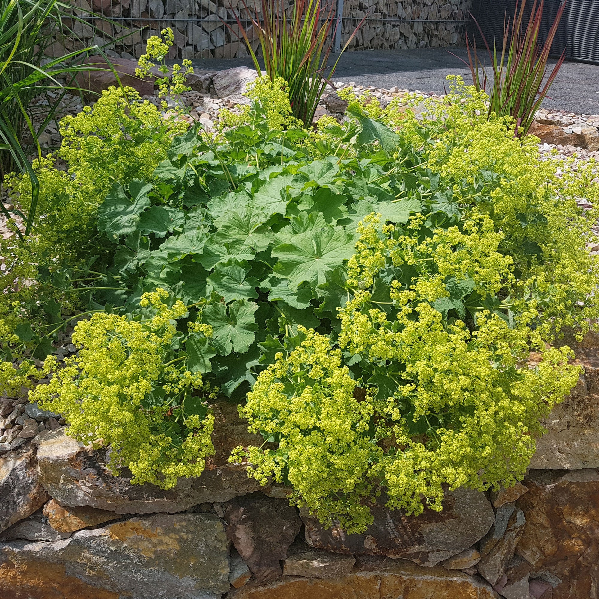 Vaste planten met gele bloemen Mix - Image 3