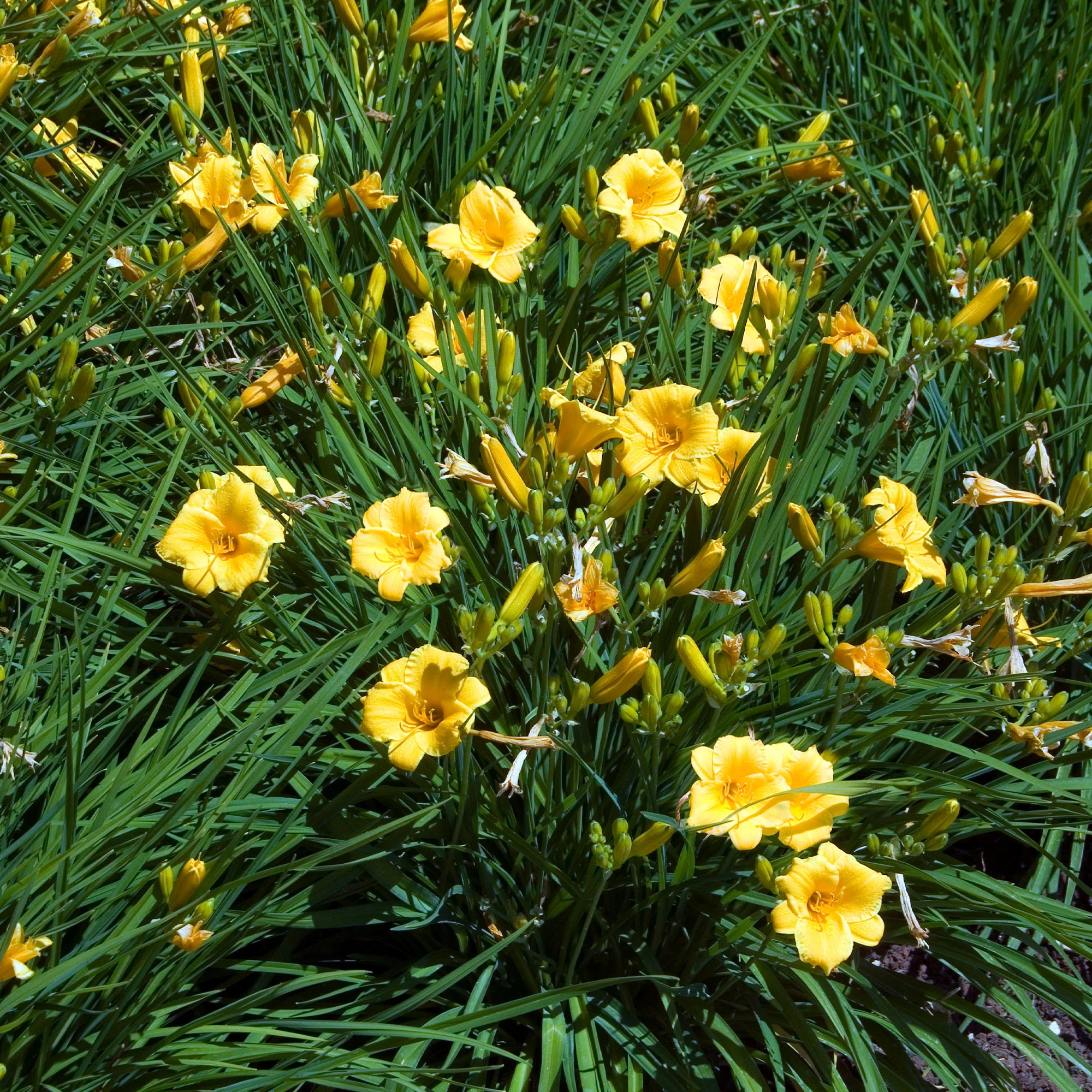 Vaste planten met gele bloemen Mix - Image 4