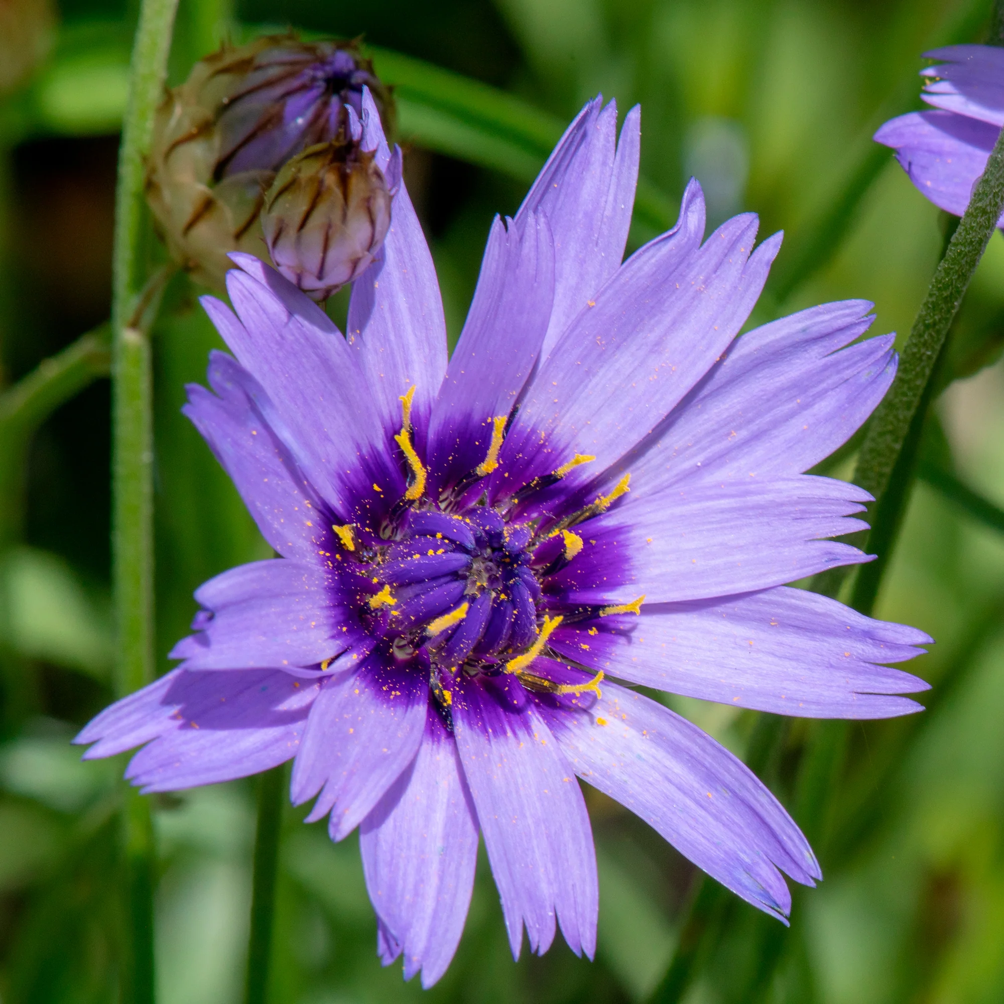 Vaste planten Mix Blauw & Wit - Image 2
