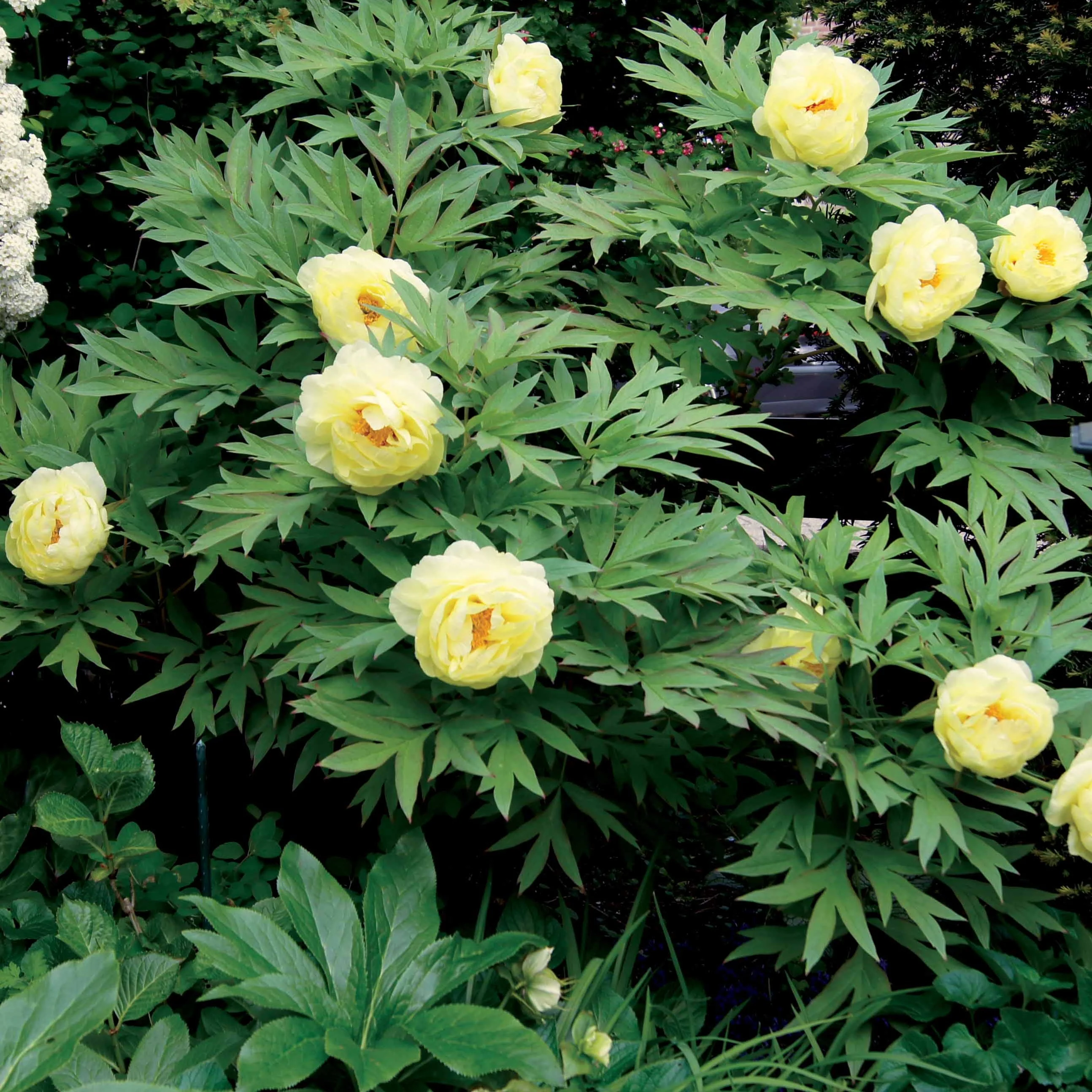 Vaste planten Mix pastelkleuren - Image 2