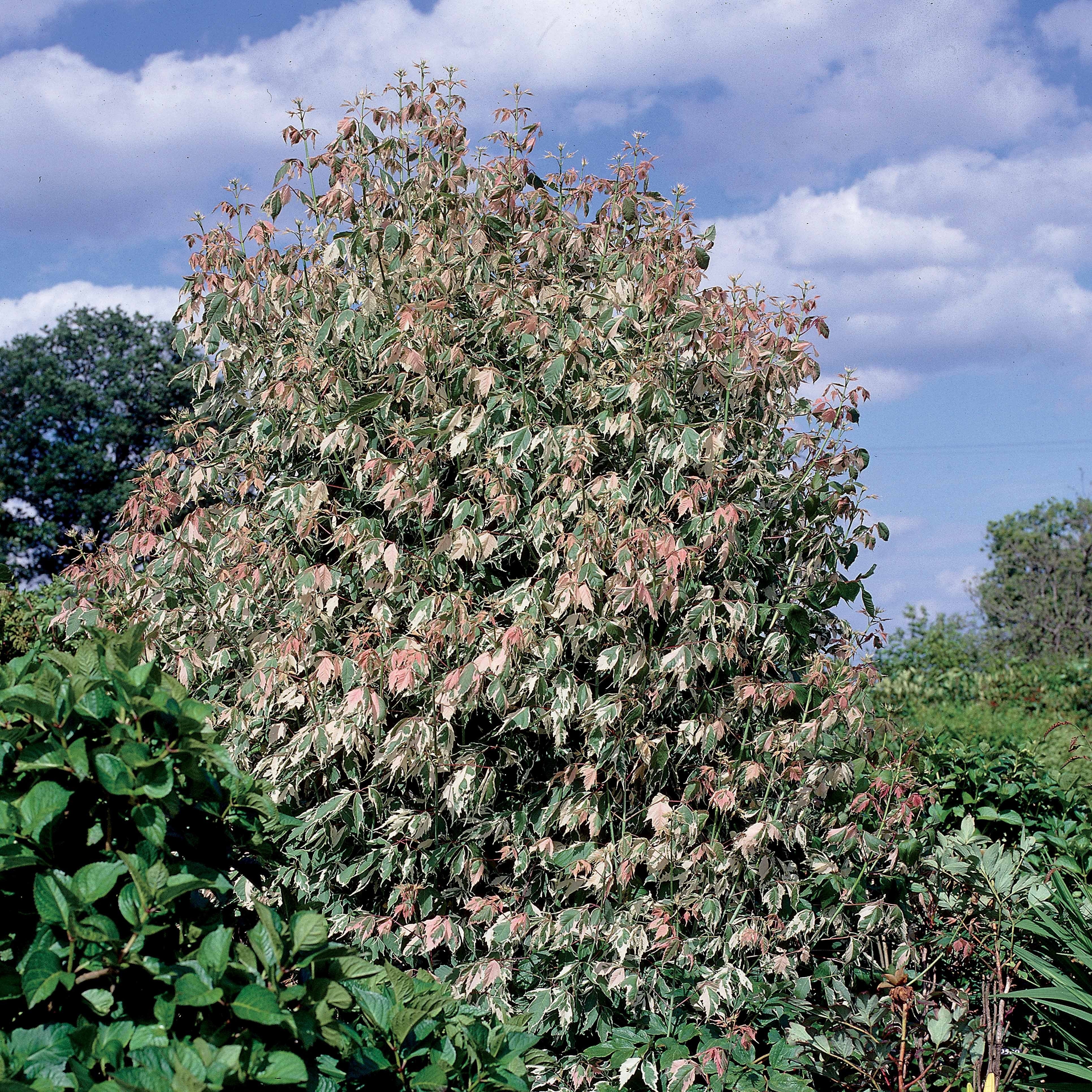 Veder Esdoorn - Image 2