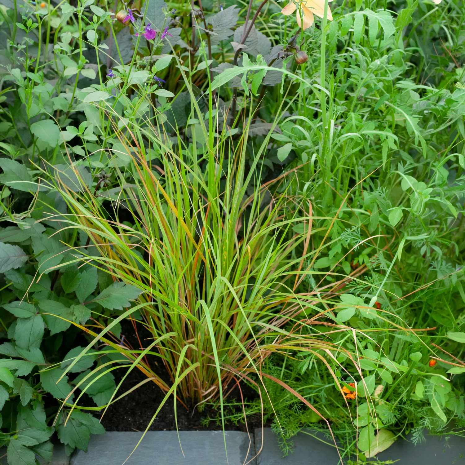 Vedergras arundinacea - Image 3