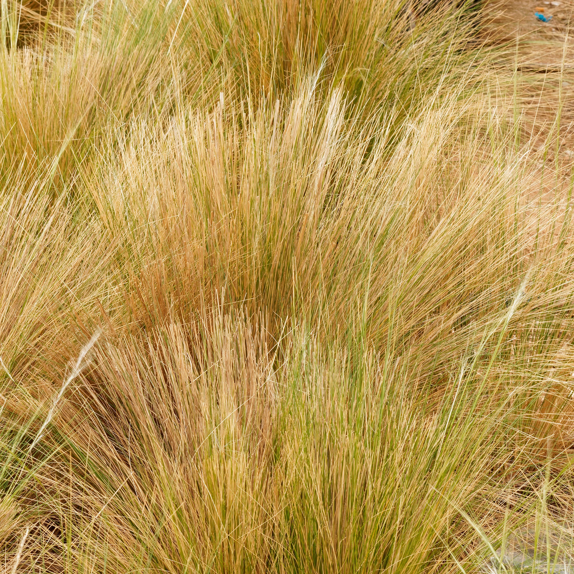 Vedergras Palomino