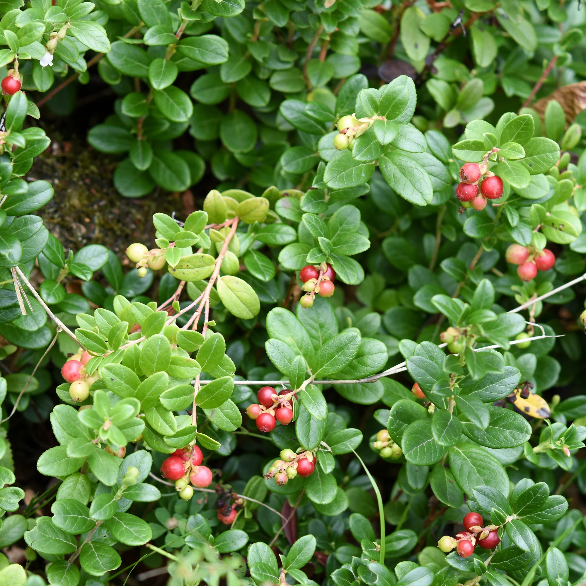 Veenbes (Cranberry) - Image 5