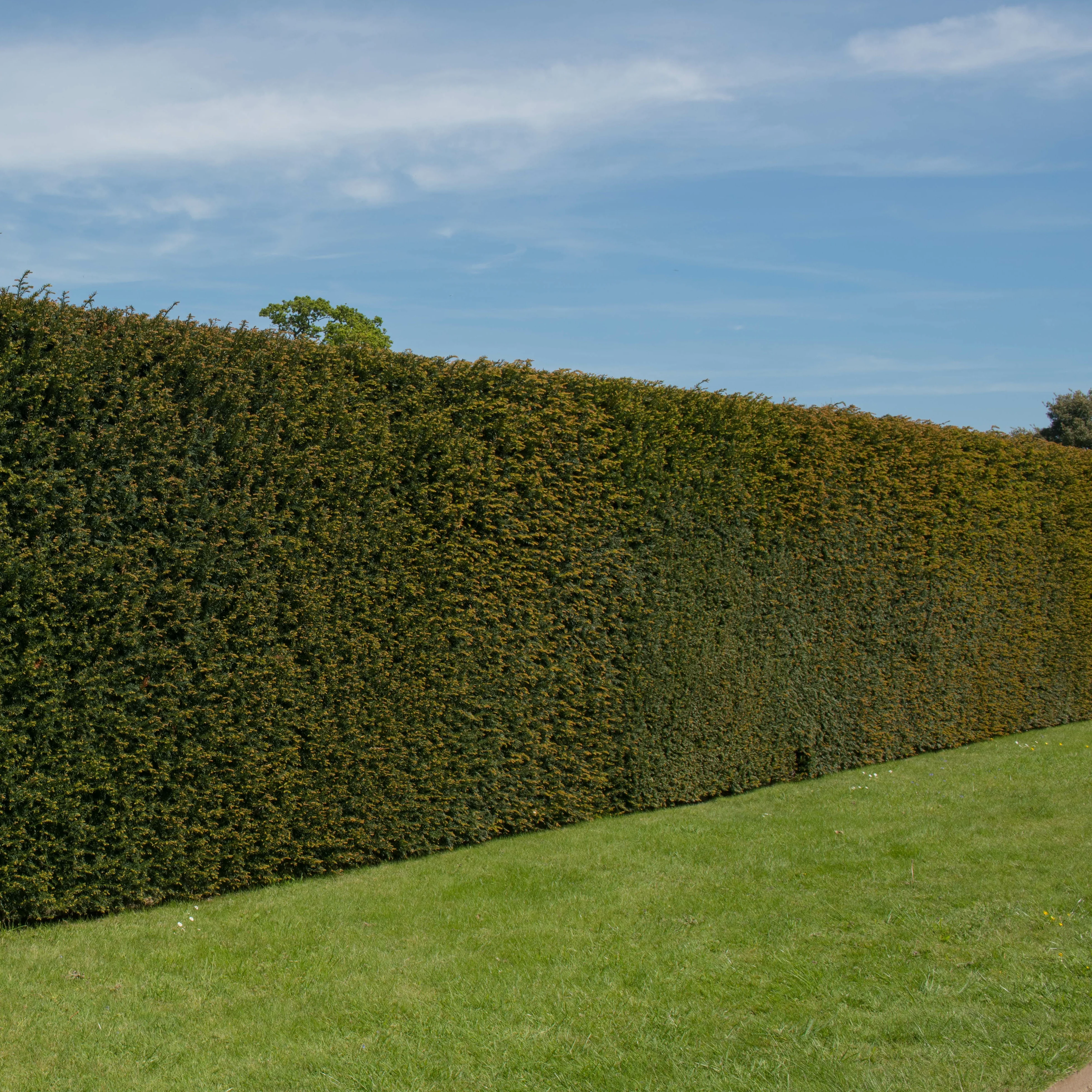 Venijnboom