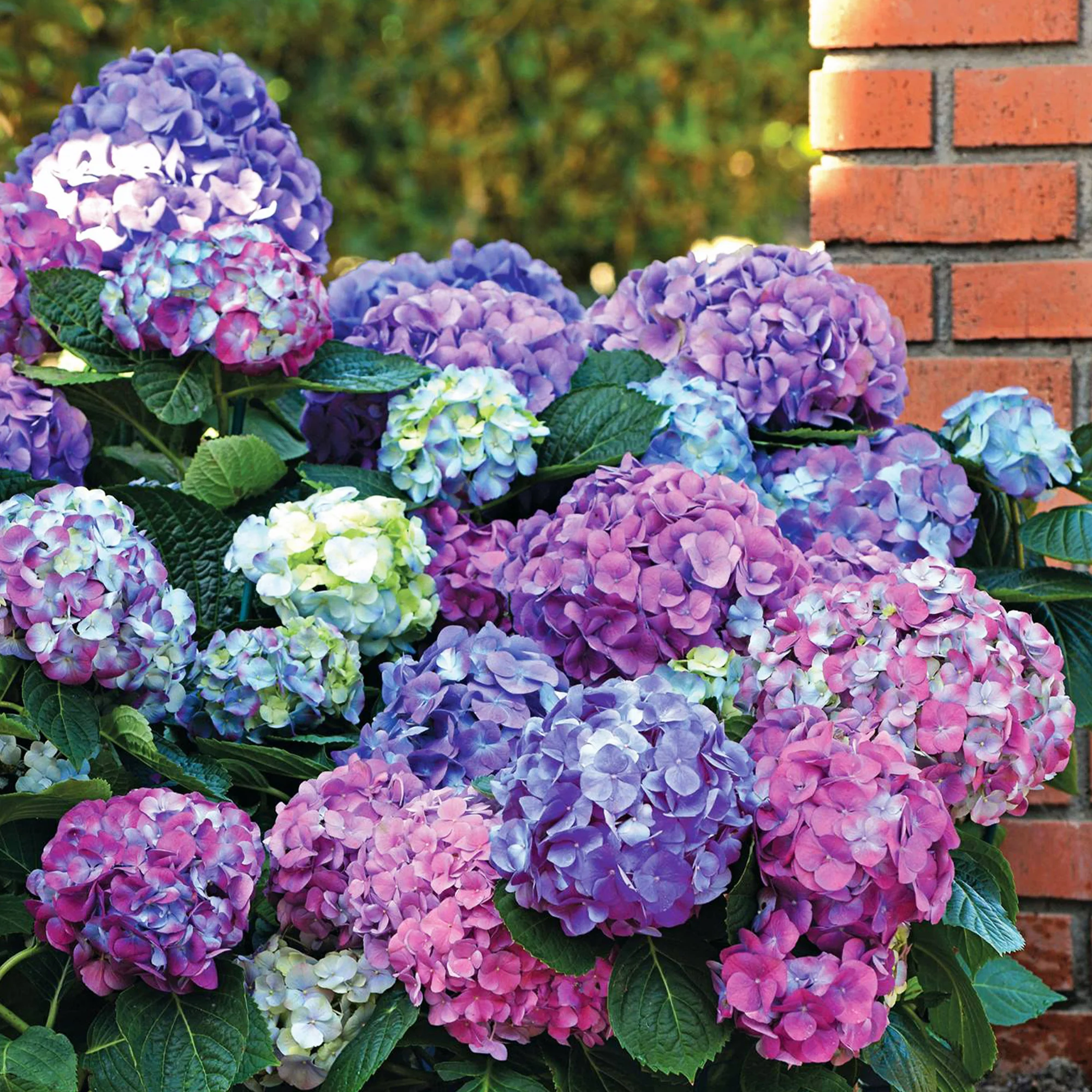 Verzameling hortensia's voor perken en hagen (x3) - Image 4