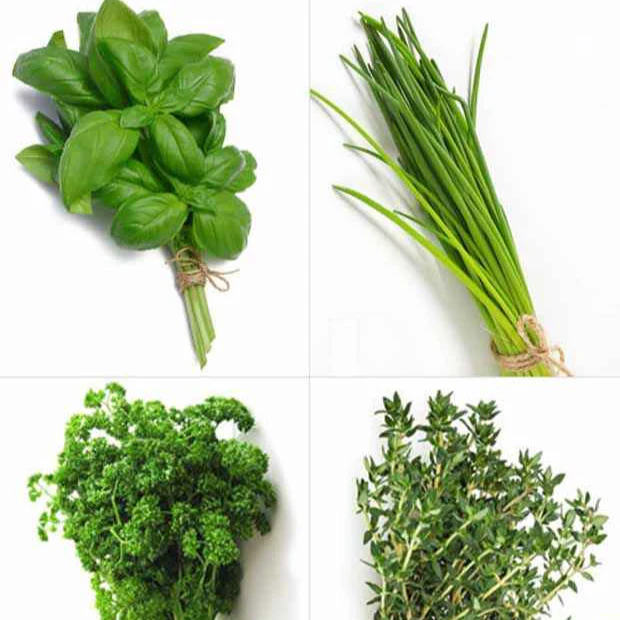 Verzameling van aromatische planten (x4)