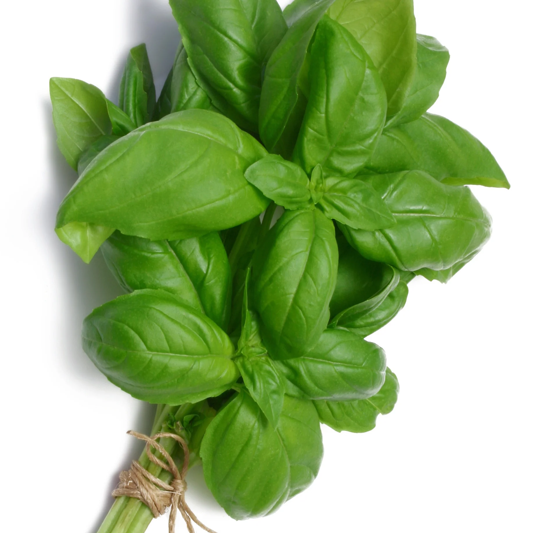 Verzameling van aromatische planten (x4) - Image 2