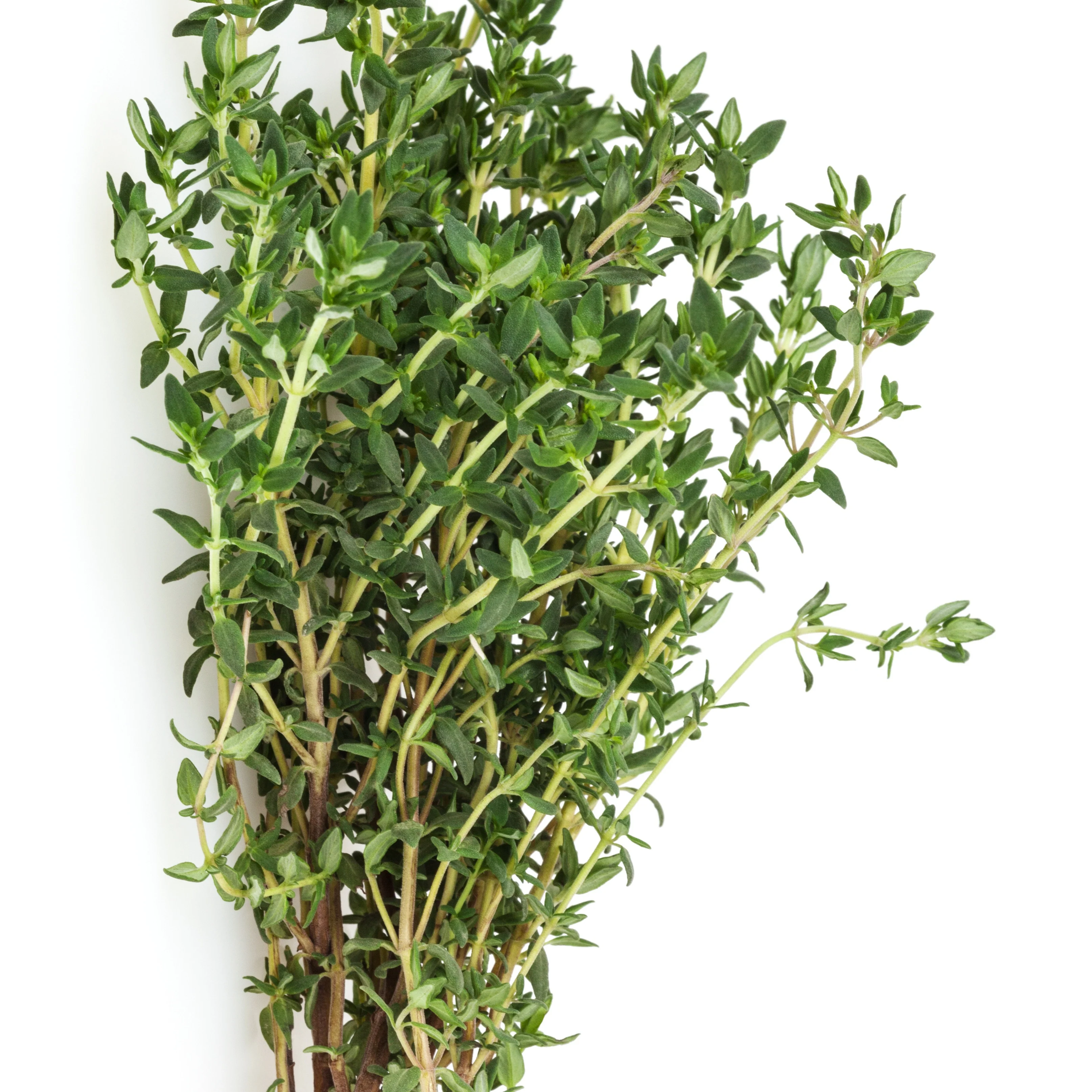 Verzameling van aromatische planten (x4) - Image 3
