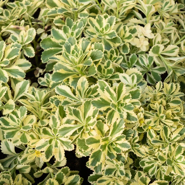 Vetkruid 'Atlantis'