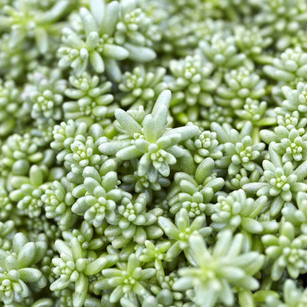 Vetkruid Coral Carpet - Image 2