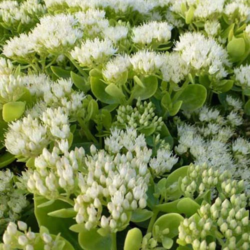 Vetkruid Iceberg