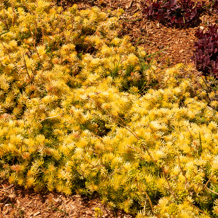 Vetkruid 'Reflexum Angelina' - Image 3