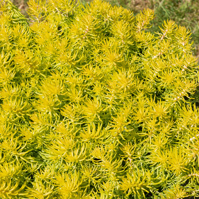 Vetkruid 'Reflexum Angelina' - Image 4