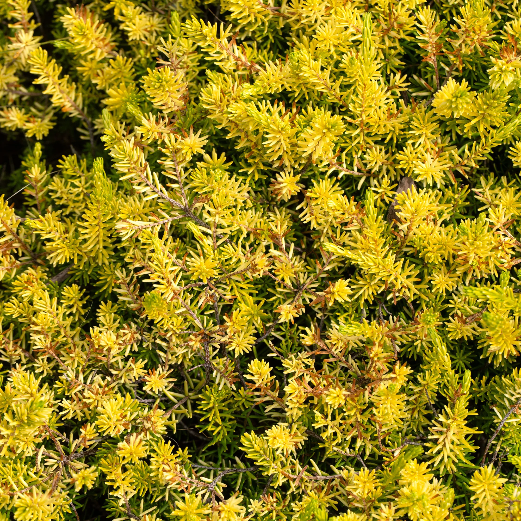 Vetkruid 'Reflexum Angelina' - Image 6