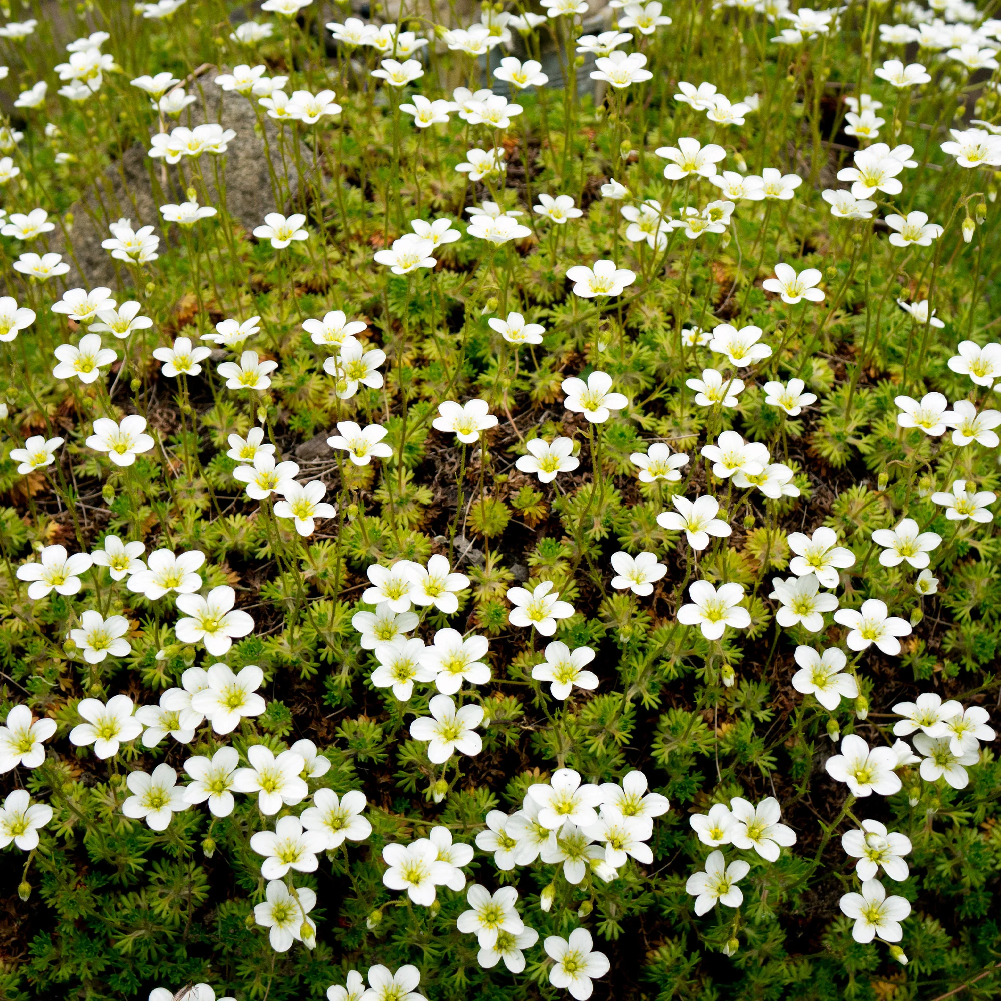Vetmuur - Image 2