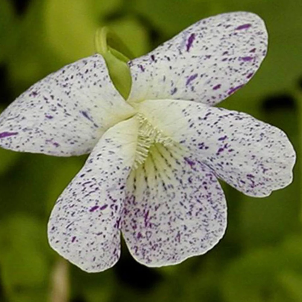 Viooltje 'Freckles'