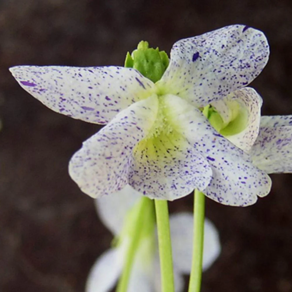 Viooltje 'Freckles' - Image 2
