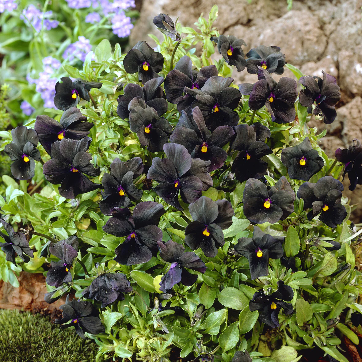 Miniatuur 1