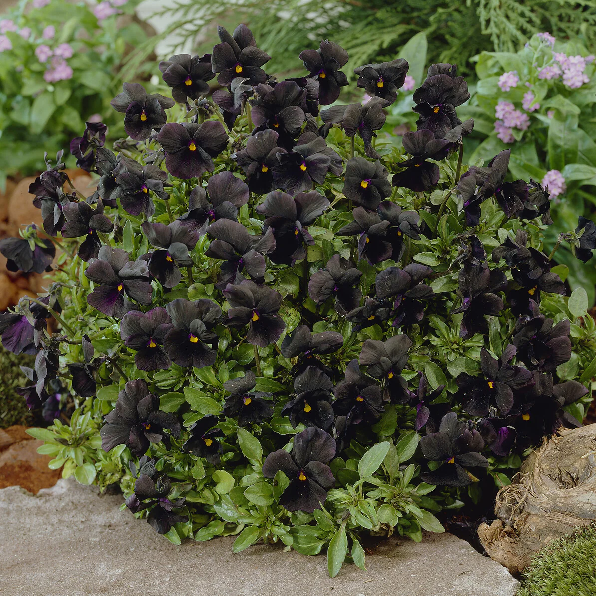Miniatuur 2