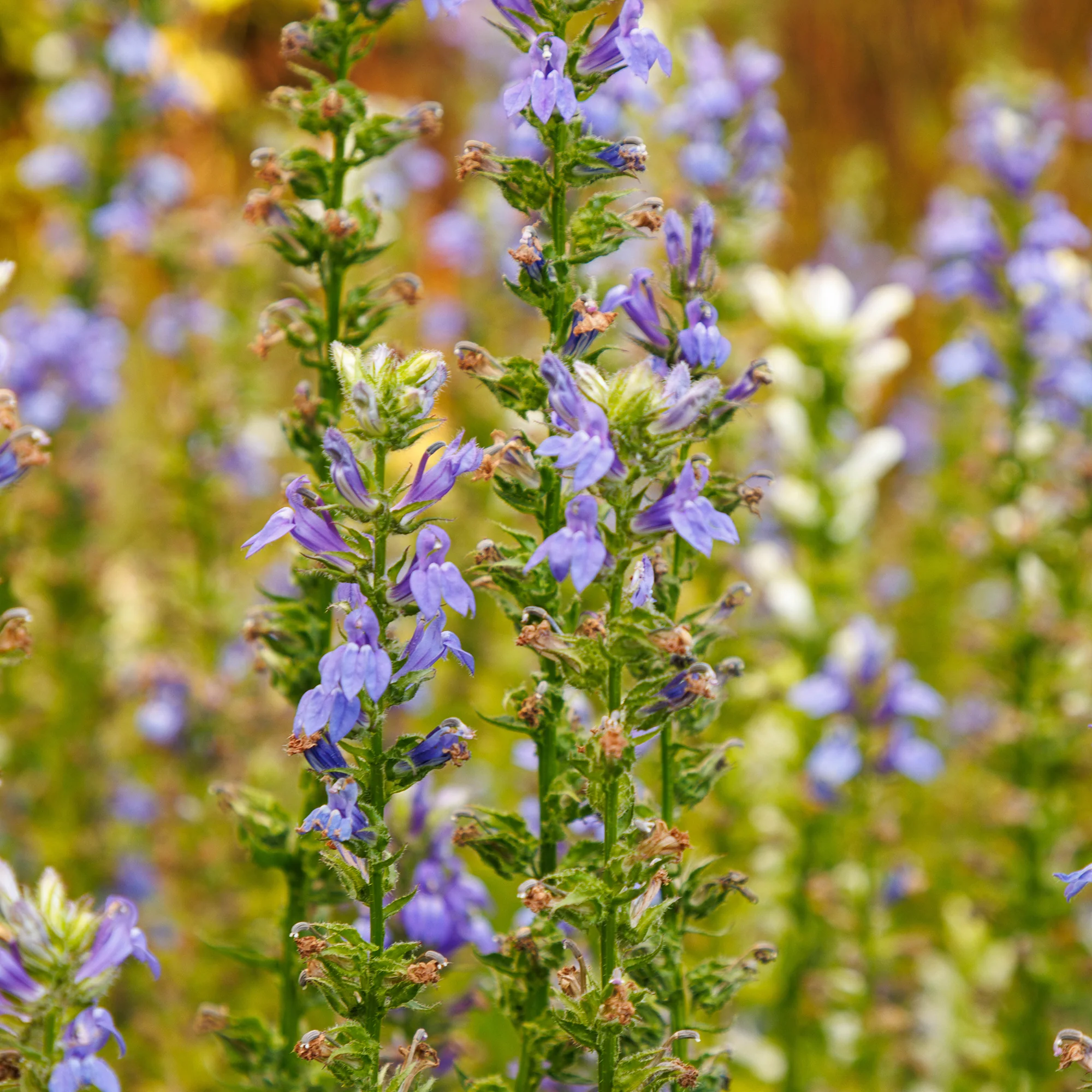 Virginische lobelia - Image 2