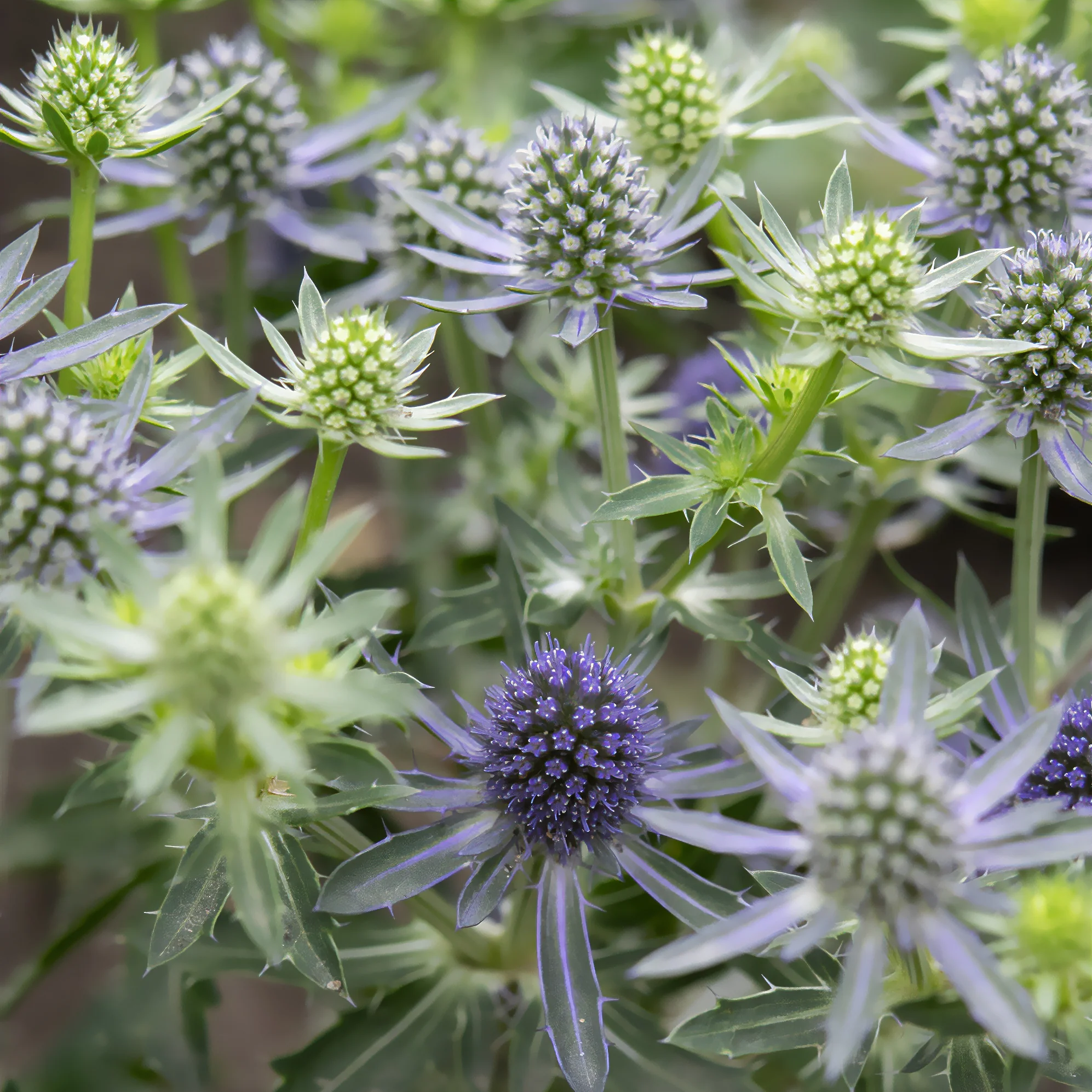 Vlakbladige kruisdistel Blue Hobbit