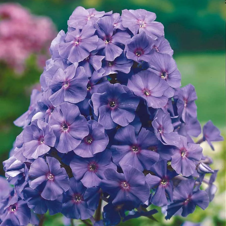 Vlambloem 'Amethyst' - Image 2