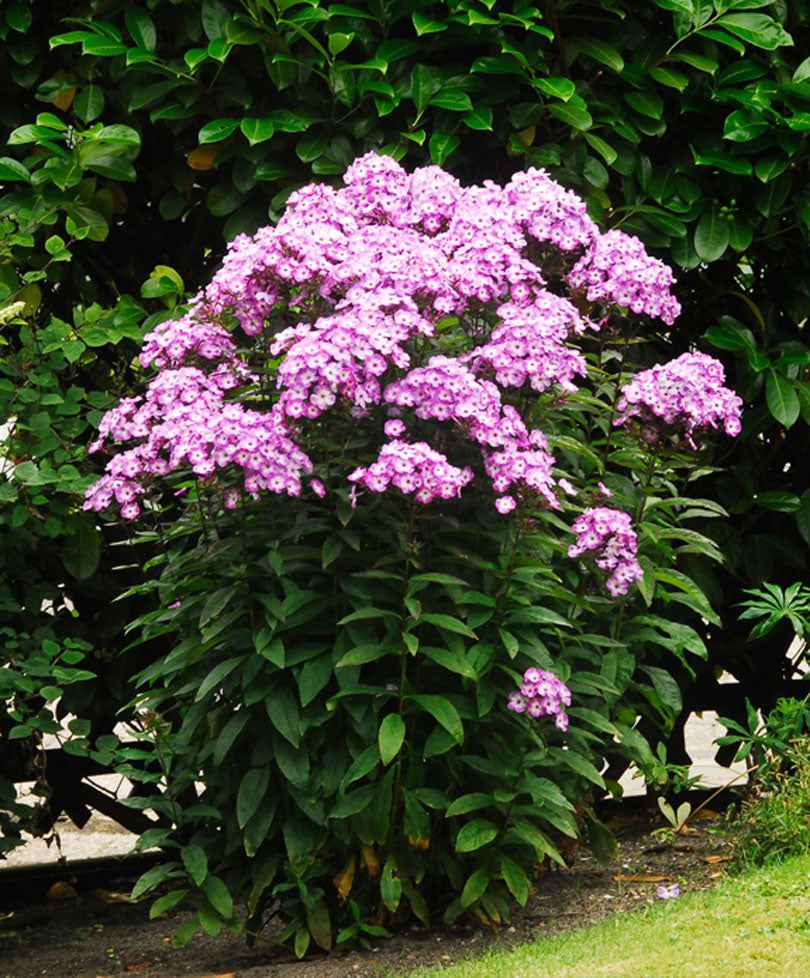 Vlambloem 'Laura' (x3)
