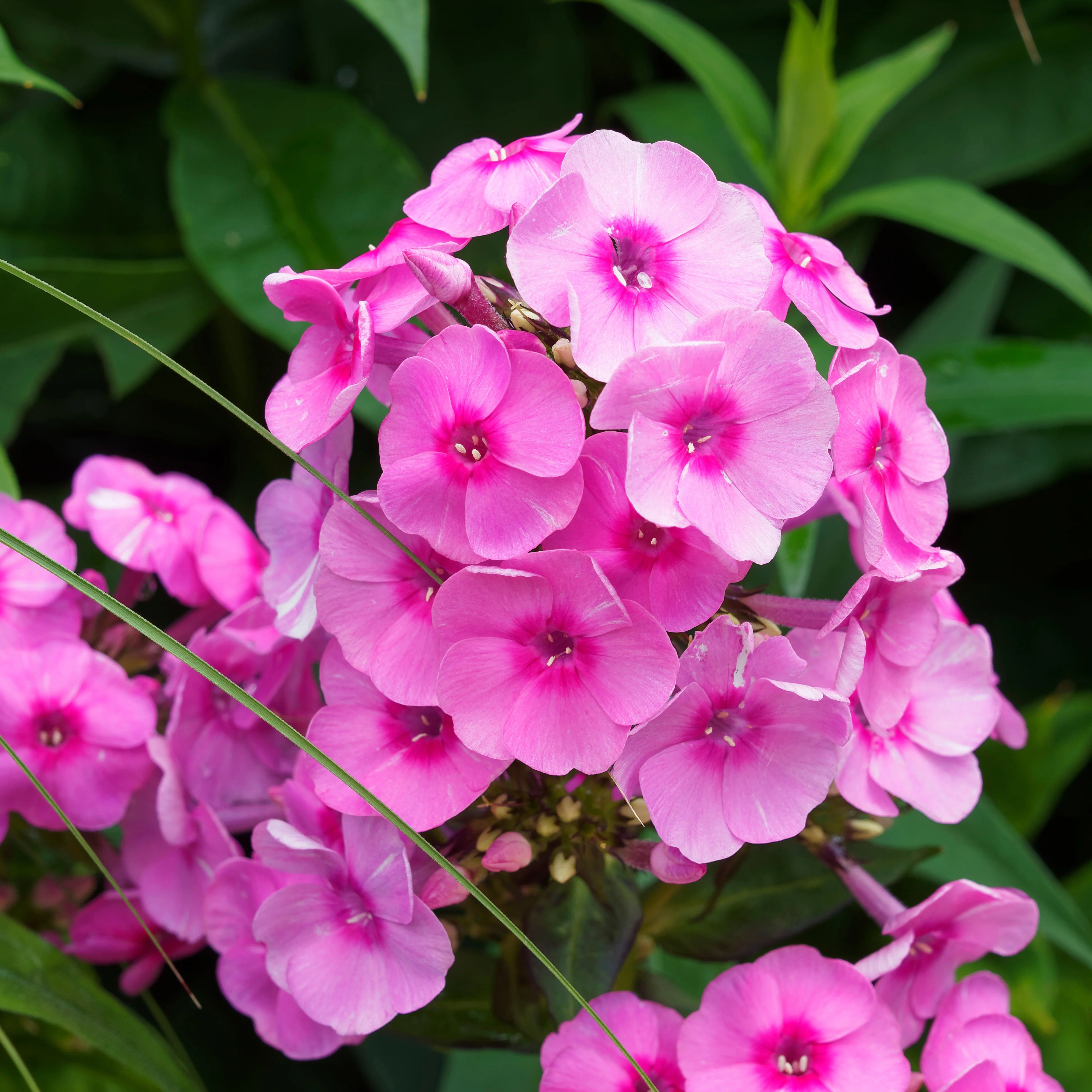 Vlambloem - roze (x3)