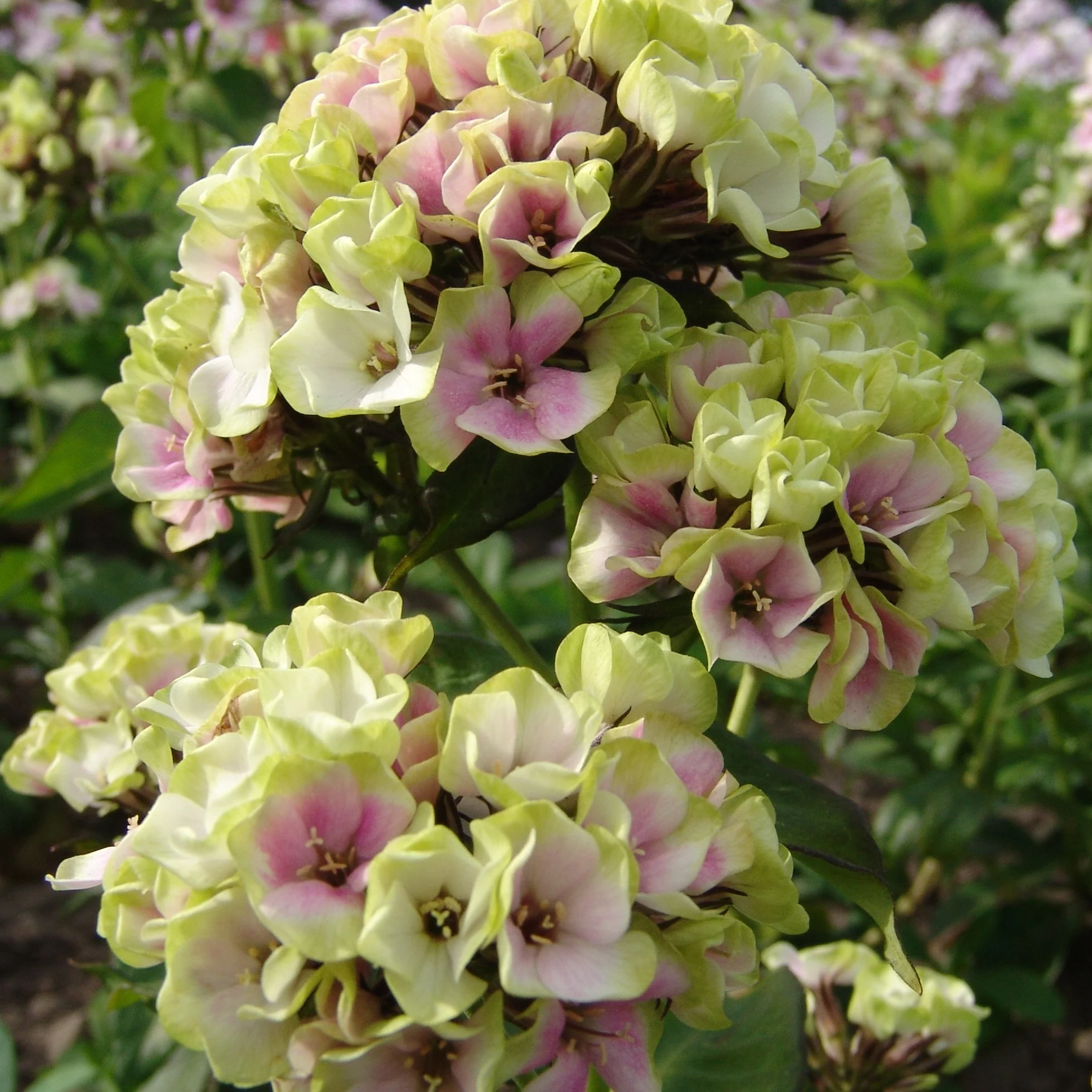 Vlambloem 'Sherbet Blend'®