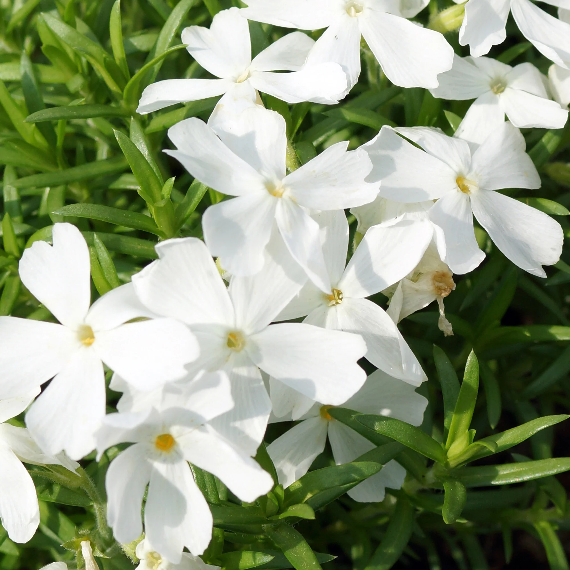 Vlambloem White Delight - Image 2