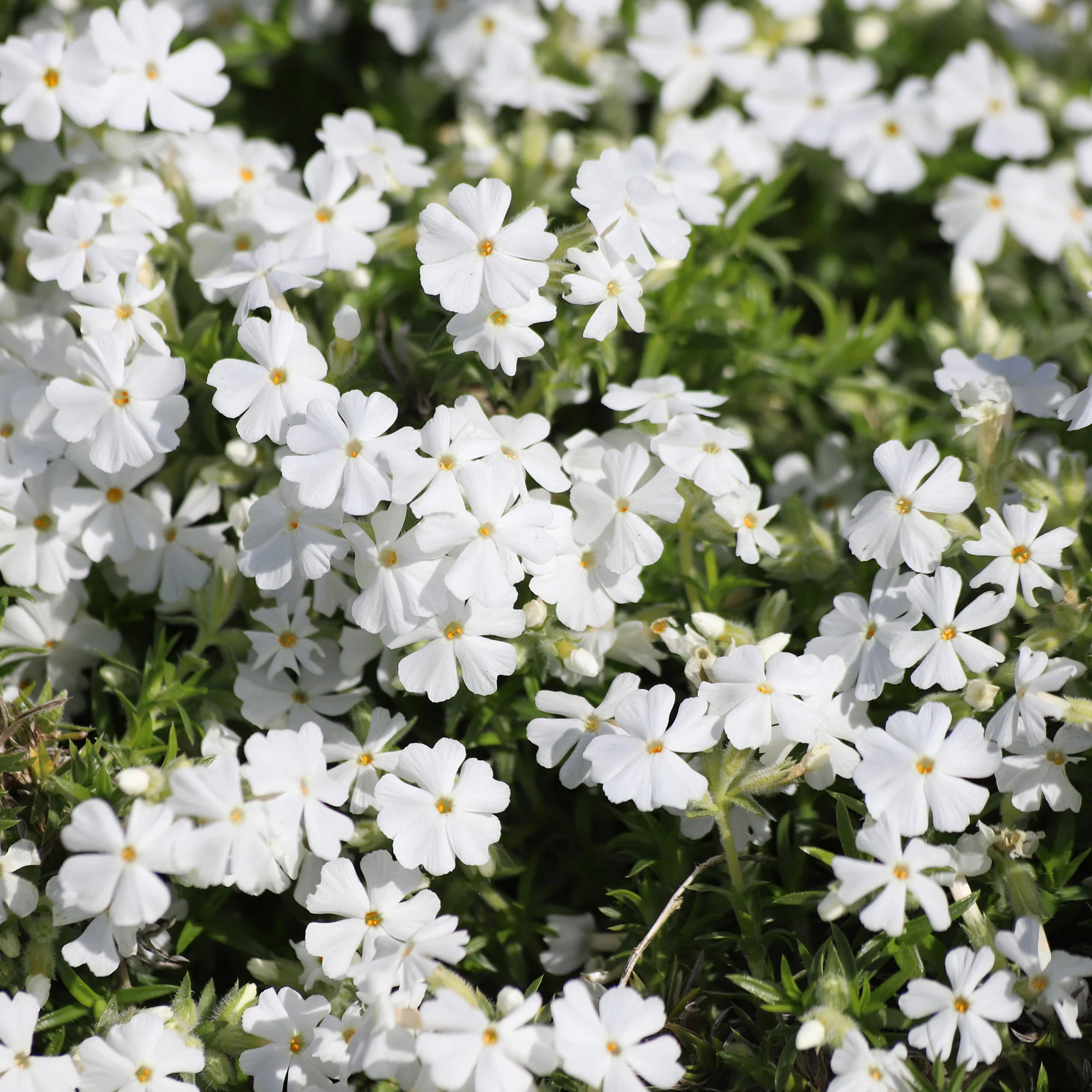 Vlambloem White Delight - Image 3