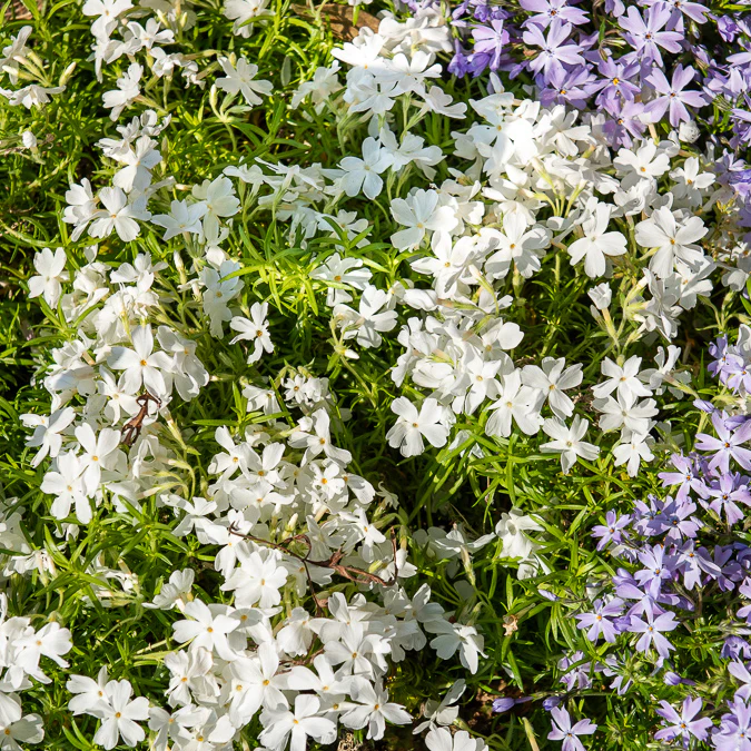 Vlambloem White Delight - Image 4