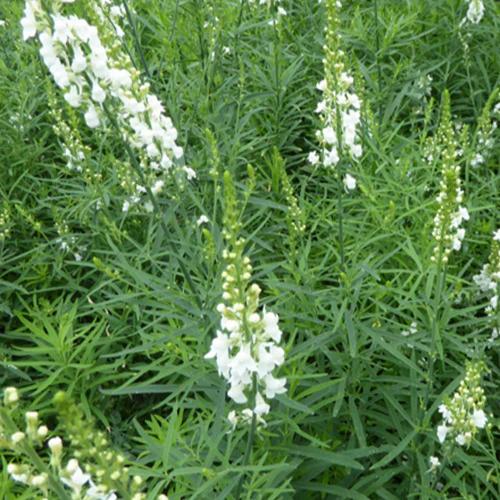 Vlasleeuwenbek Springside White - Image 2