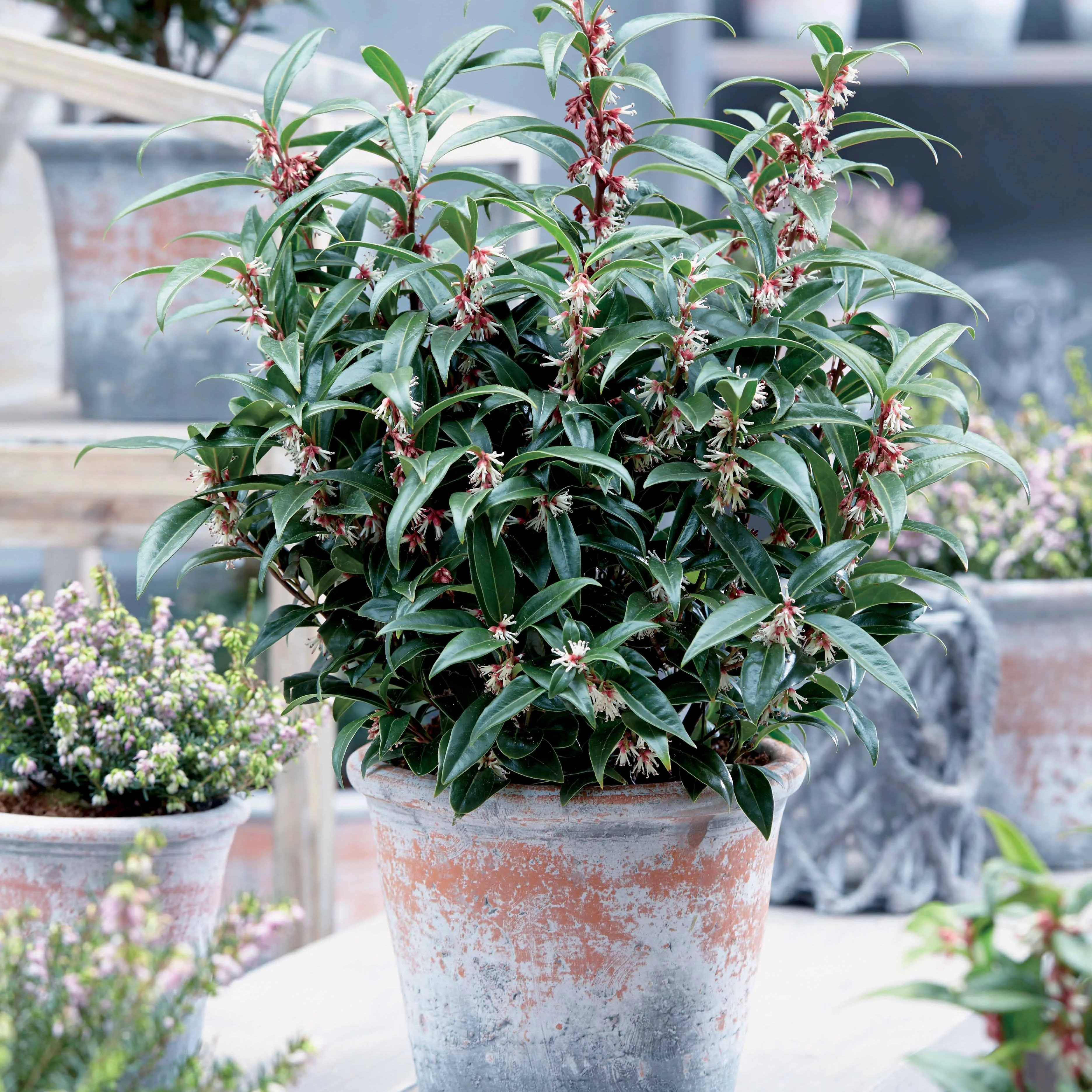 Vleesbes 'Winter Gem'