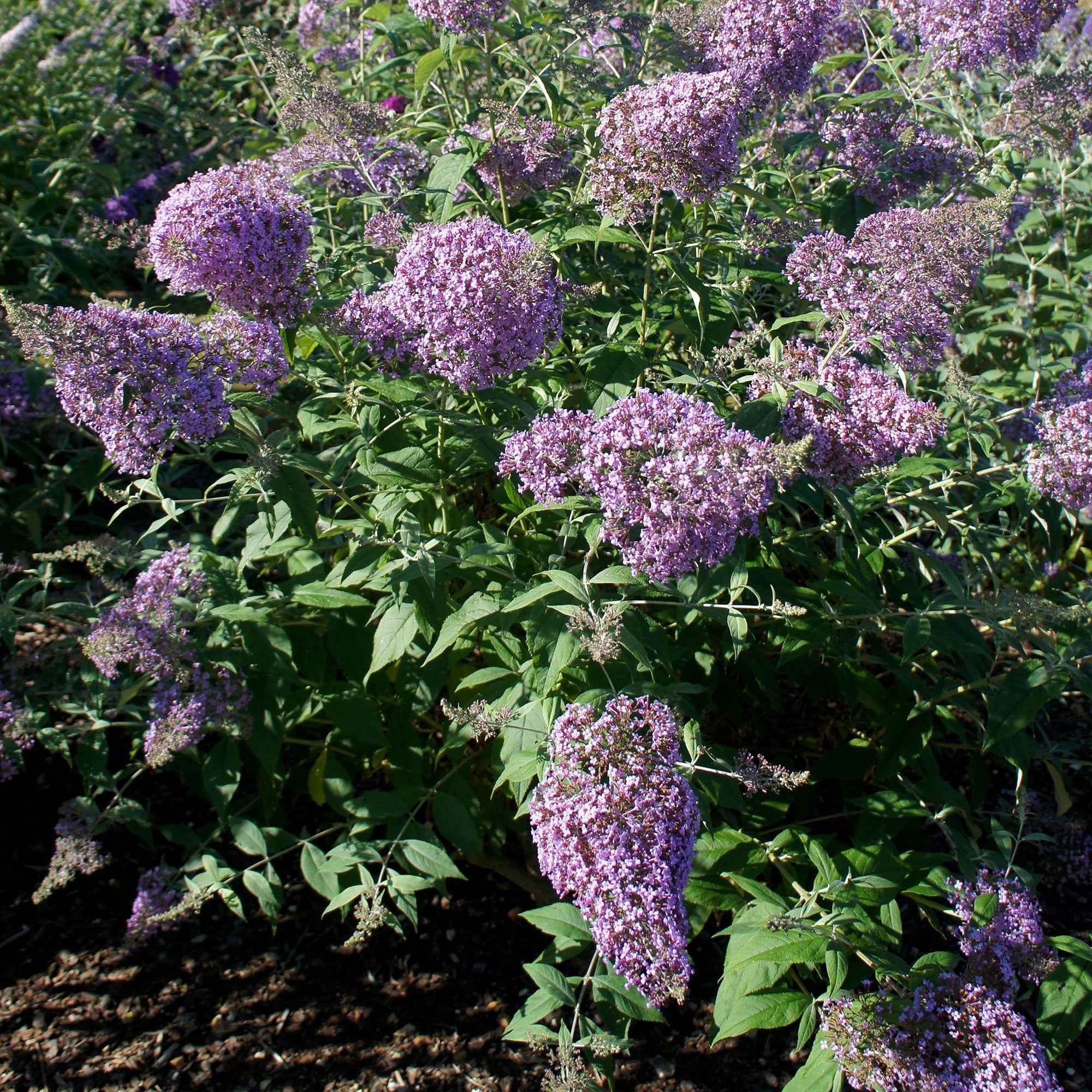 Vlinderstruik 'Gulliver'