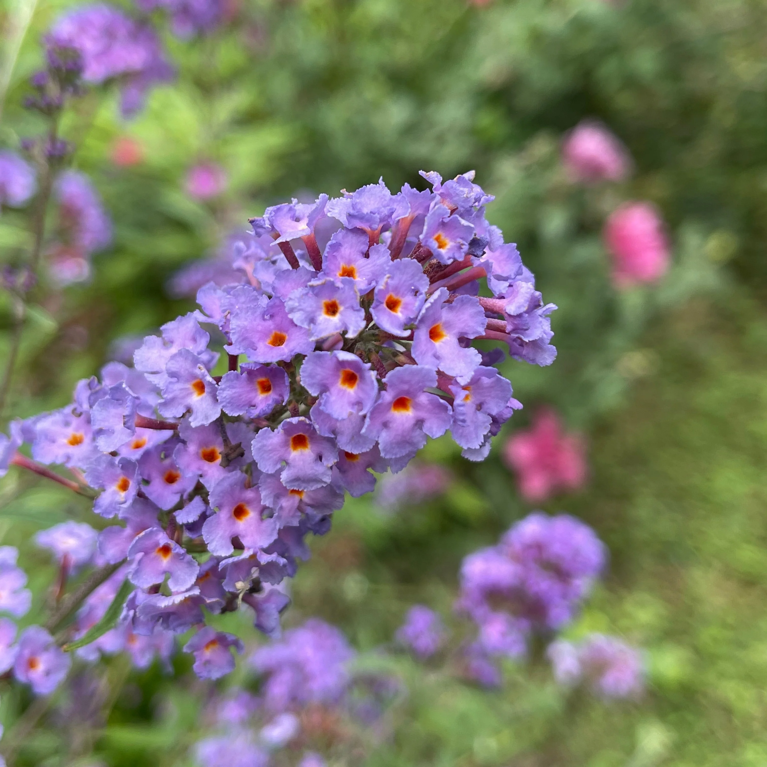 Vlinderstruik 'Dreaming Lavender'