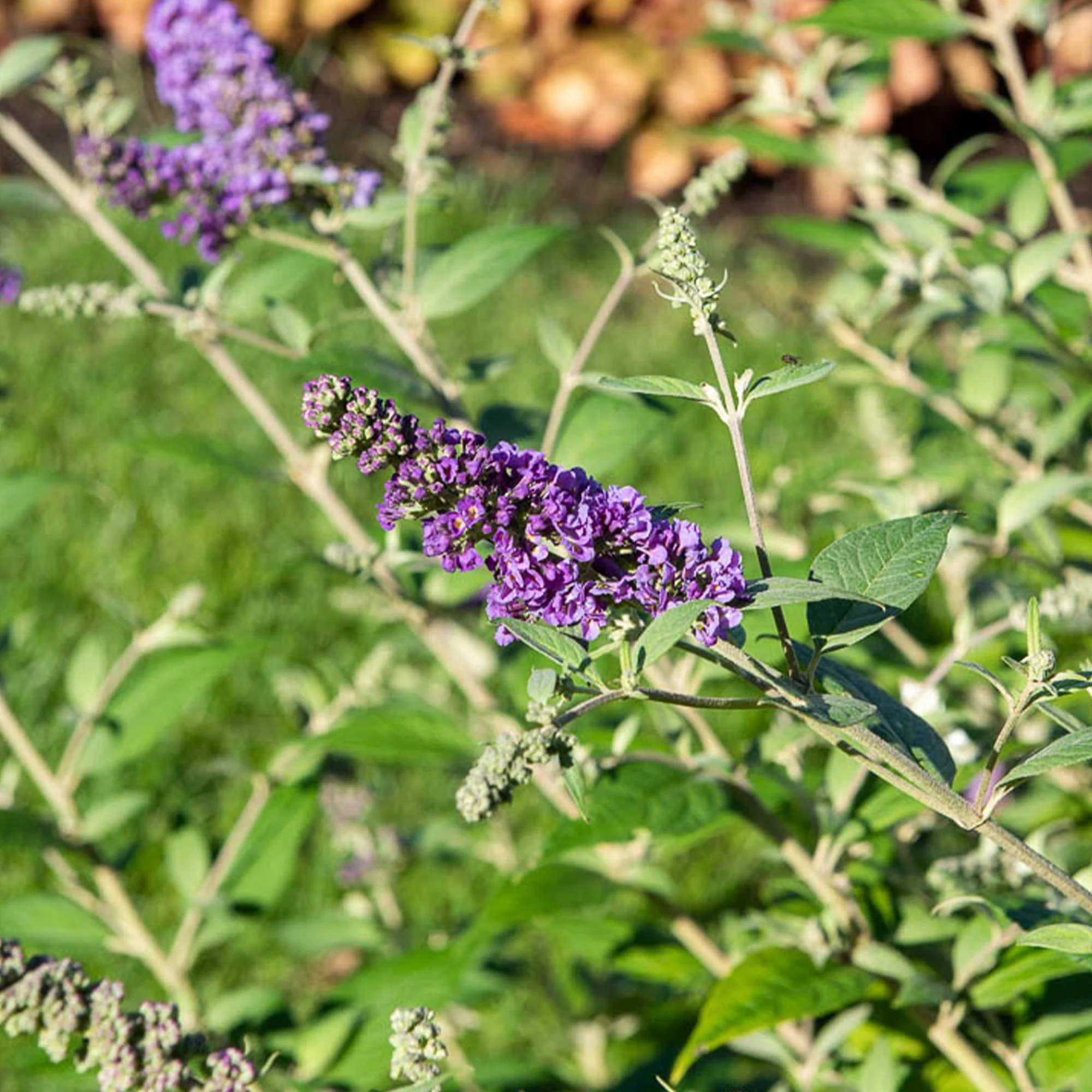 Vlinderstruik 'Summer Lounge'