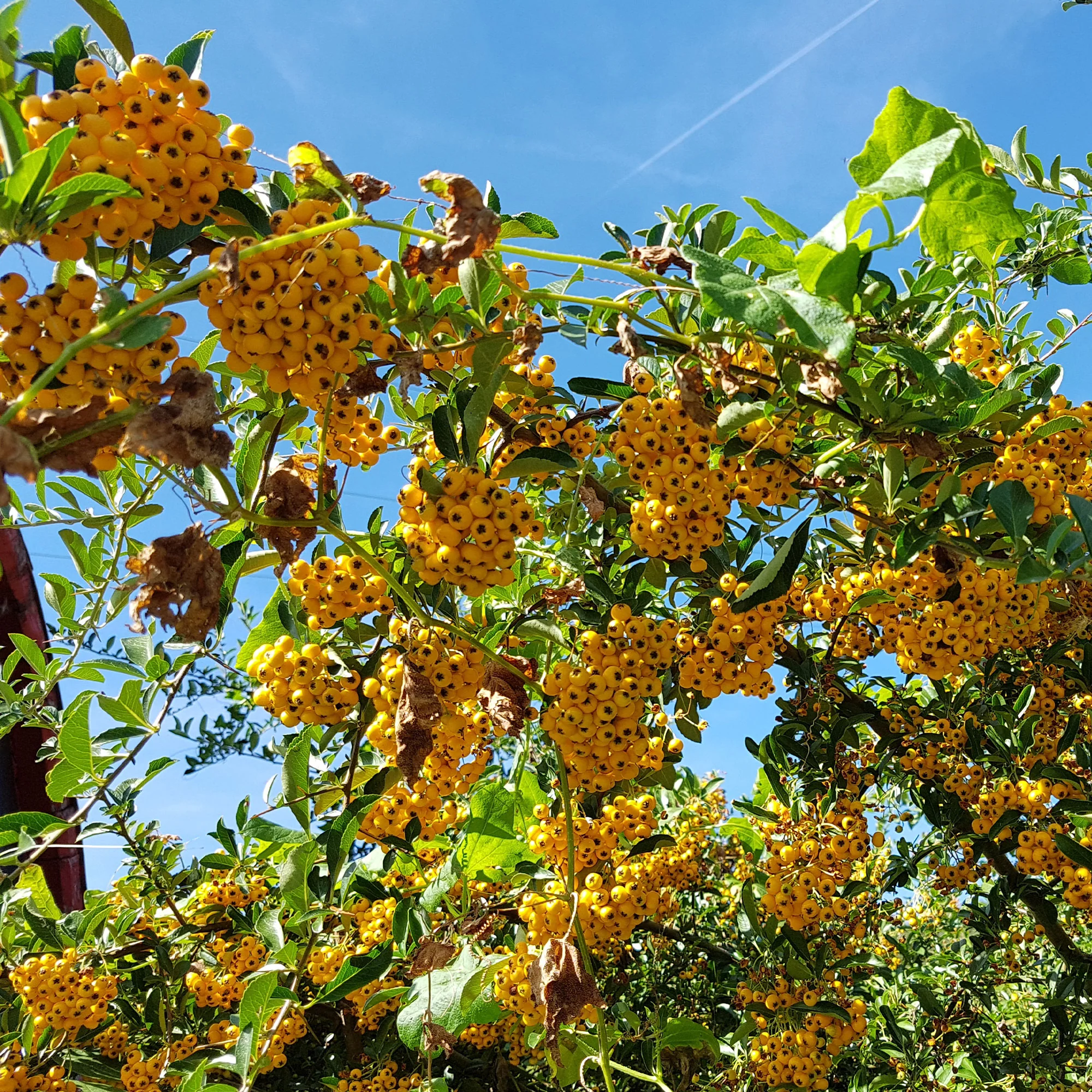 Vuurdoorn 'Saphyr Jaune' (x3) - Image 2