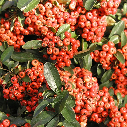 Vuurdoorn 'Saphyr® Rouge Cadrou'
