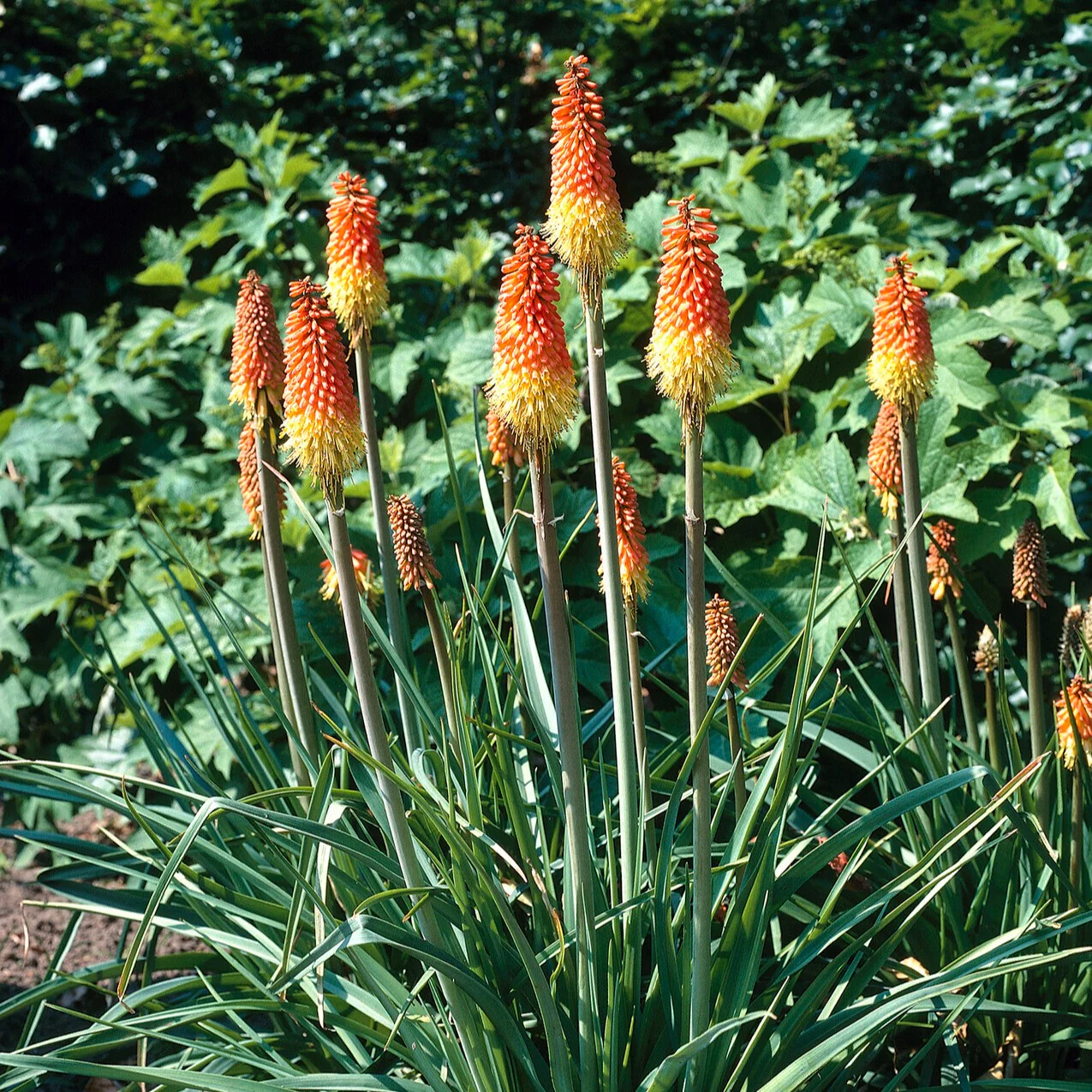 Miniatuur 1