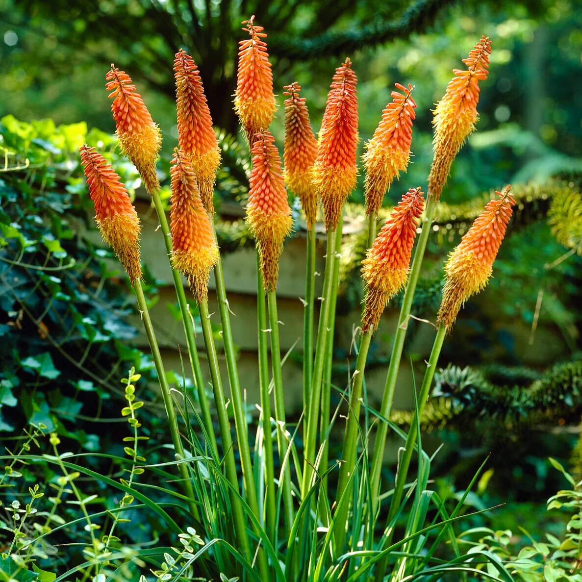 Miniatuur 2