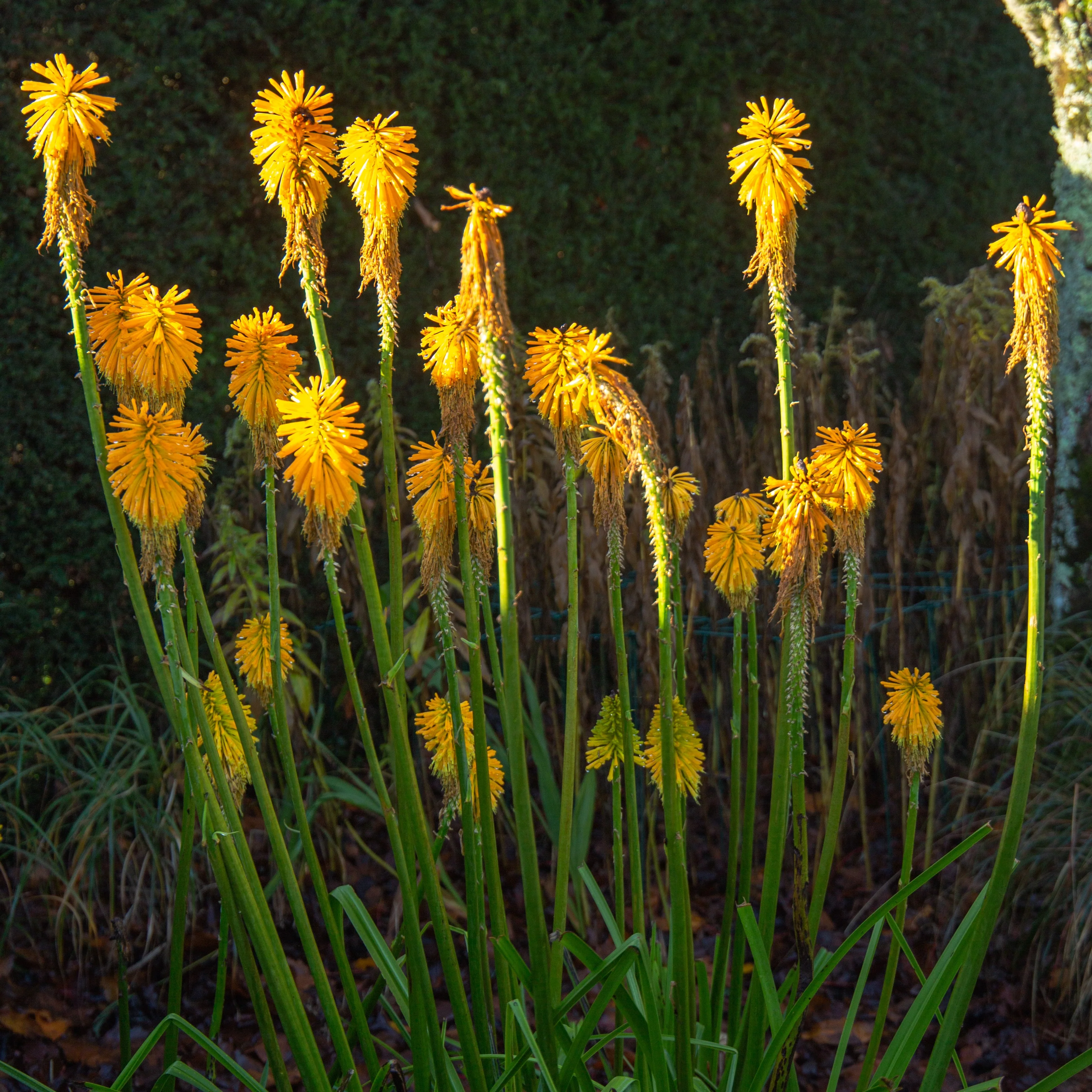 Vuurpijl 'Citrina'