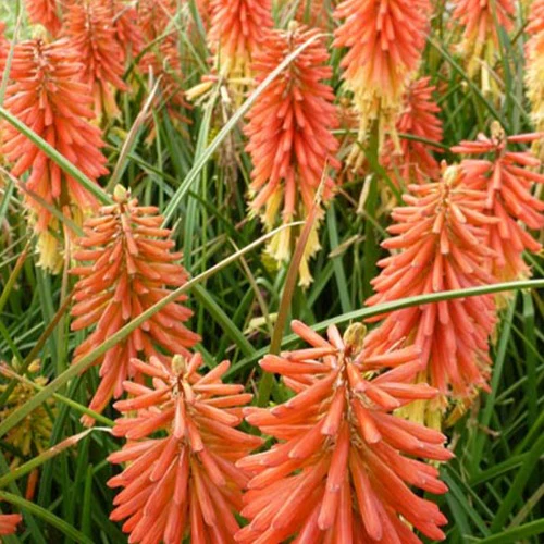 Vuurpijl 'Redhot Popsicle'