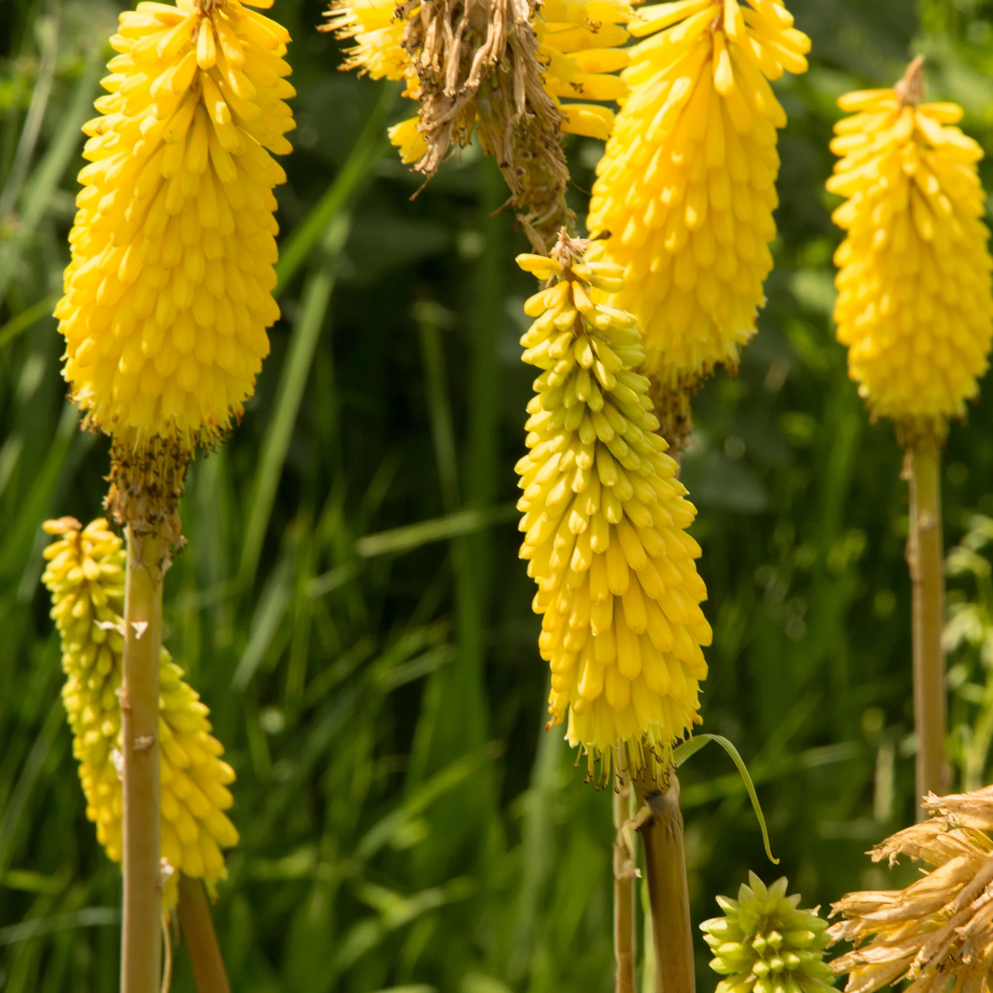 Vuurpijl 'Sunningdale Gold' (x3)