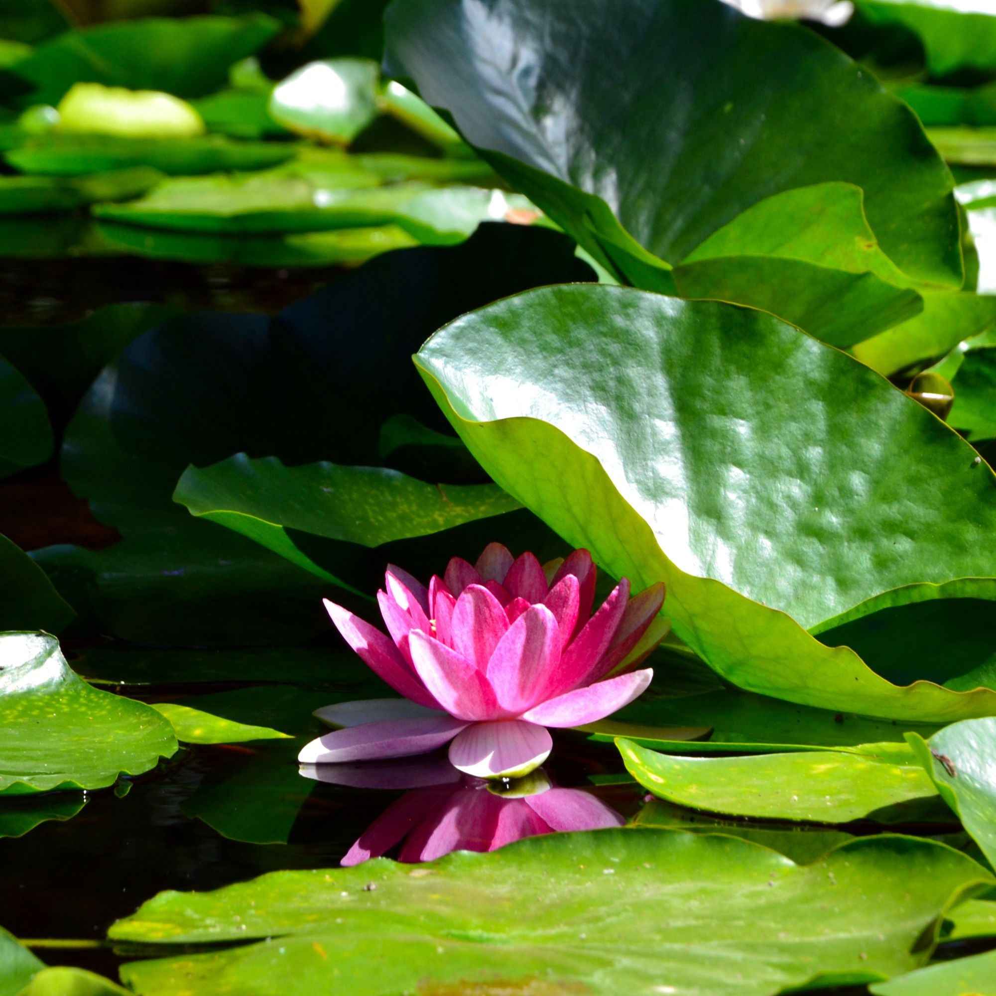 Waterlelie 'James Brydon'