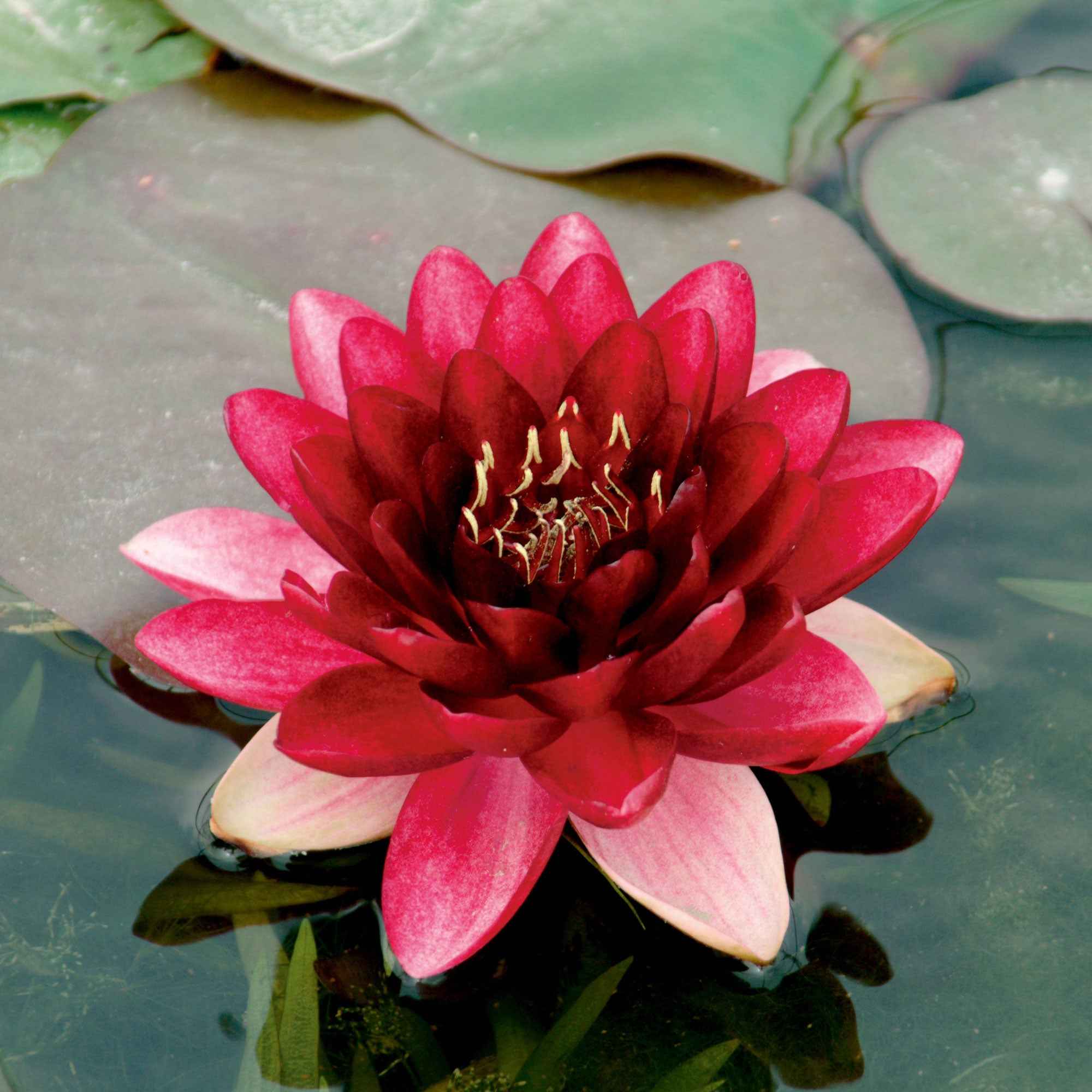 Waterlelie 'Perry's Almost Black' rood